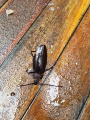 Ctenoscelis acanthopus