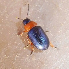 Gastrophysa polygoni