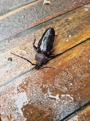 Ctenoscelis acanthopus