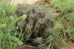 Euphorbia pulvinata