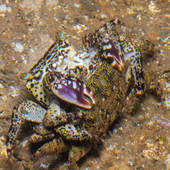 Metopograpsus