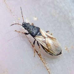Metopoplax ditomoides