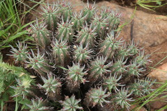 Euphorbia pulvinata