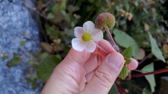 Eriocapitella vitifolia