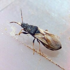Metopoplax ditomoides