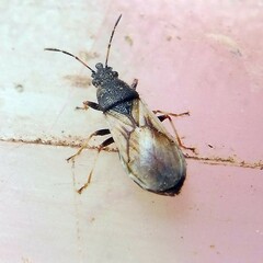 Metopoplax ditomoides