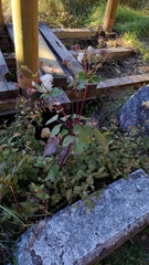 Eriocapitella vitifolia