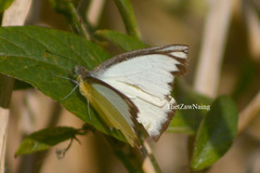 Appias lyncida eleonora