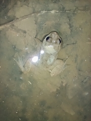 Occidozyga martensii