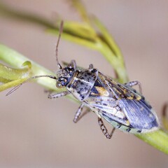 Brachycarenus tigrinus