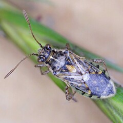 Brachycarenus tigrinus