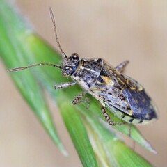 Brachycarenus tigrinus