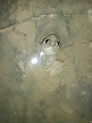 Occidozyga martensii