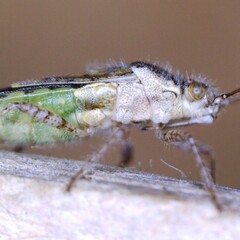 Brachycarenus tigrinus