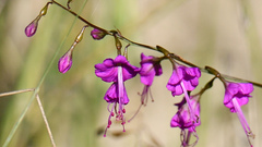 Cyphomeris gypsophiloides