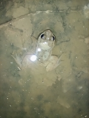 Occidozyga martensii