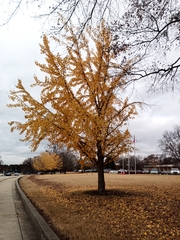 Ginkgo