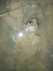 Occidozyga martensii