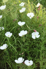 Oenothera tetraptera