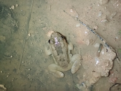 Occidozyga martensii