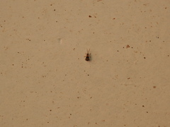 Diabroticina