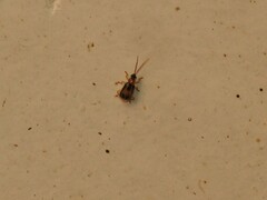 Diabroticina