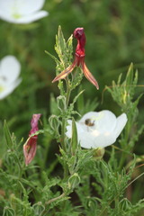 Oenothera tetraptera
