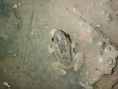 Occidozyga martensii