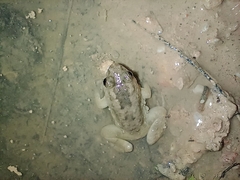 Occidozyga martensii