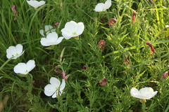 Oenothera tetraptera