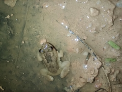 Occidozyga martensii