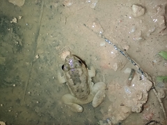 Occidozyga martensii