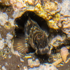 Istiblennius zebra