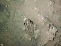 Occidozyga martensii