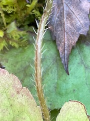 Mitella diphylla