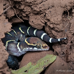 Cyrtodactylus deccanensis