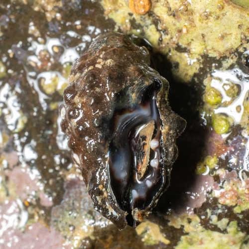 Tenguella granulata observed 2022-12-12