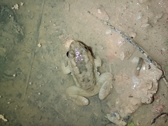 Occidozyga martensii