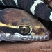 Deccan Ground Gecko - Photo (c) Hardeep Gazdar, some rights reserved (CC BY-NC), uploaded by Hardeep Gazdar