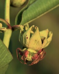 Pachycarpus appendiculatus