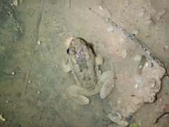 Occidozyga martensii