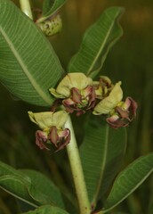Pachycarpus appendiculatus