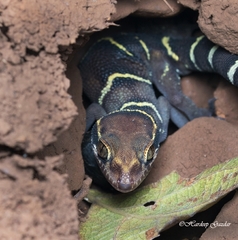 Cyrtodactylus deccanensis