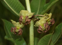 Pachycarpus appendiculatus