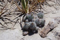 Coryphantha