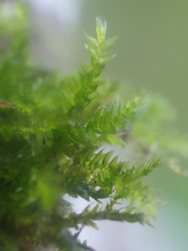 Rhynchostegium confertum
