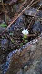 Gentiana flavomaculata