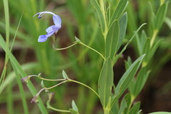 Rotheca hirsuta
