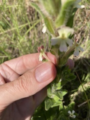 Zaluzianskya microsiphon