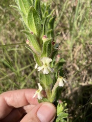Zaluzianskya microsiphon